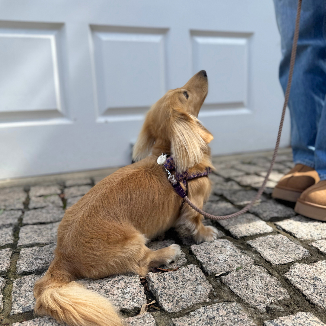 Kensington - Houndstooth '25 Collection - Luxury Dog Harness