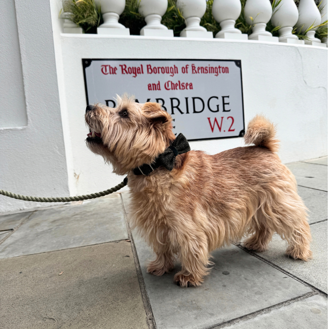 The Kenmore Design - Dog Bow Tie - Glenlyon Collection