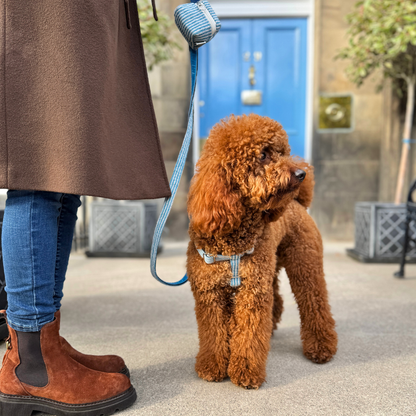Sorbet - Tutti Collection - Luxury Dog Lead