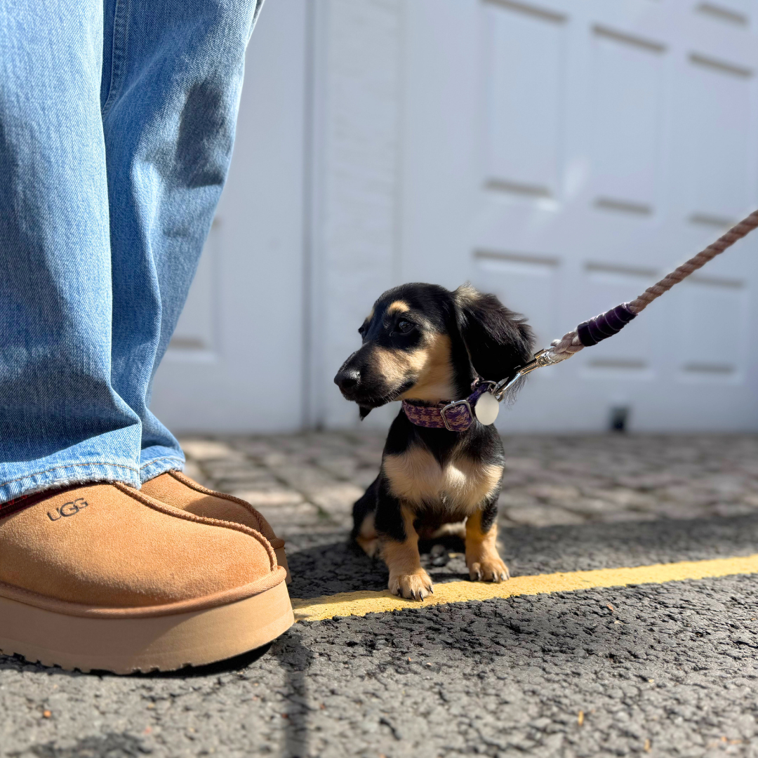 Kensington - Houndstooth '25 Collection - Puppy Pack