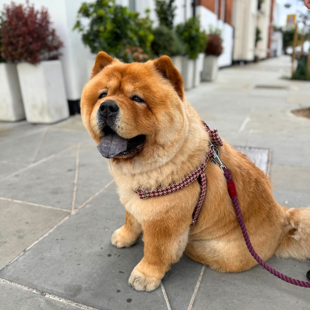 Knightsbridge - Houndstooth '25 Collection - Luxury Dog Harness