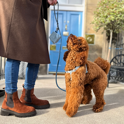 Sorbet - Tutti Collection - Luxury Dog Harness