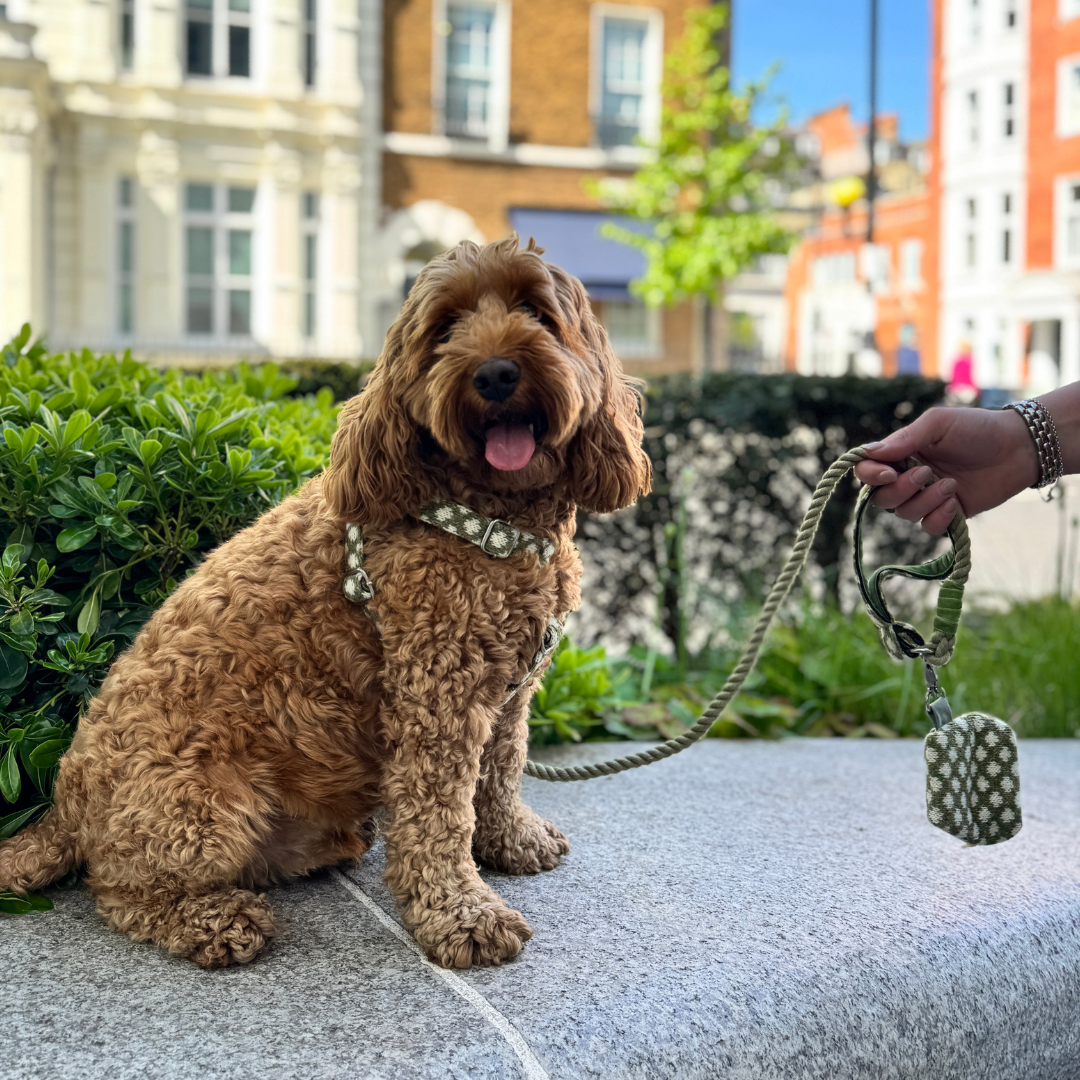 Fern - Polkadot Collection - Luxury Dog Harness