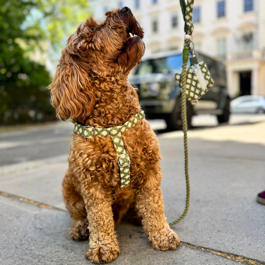 Fern - Polkadot Collection - Luxury Dog Harness