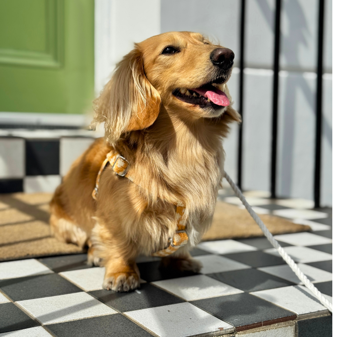 Marigold - Polkadot Collection - Luxury Dog Harness