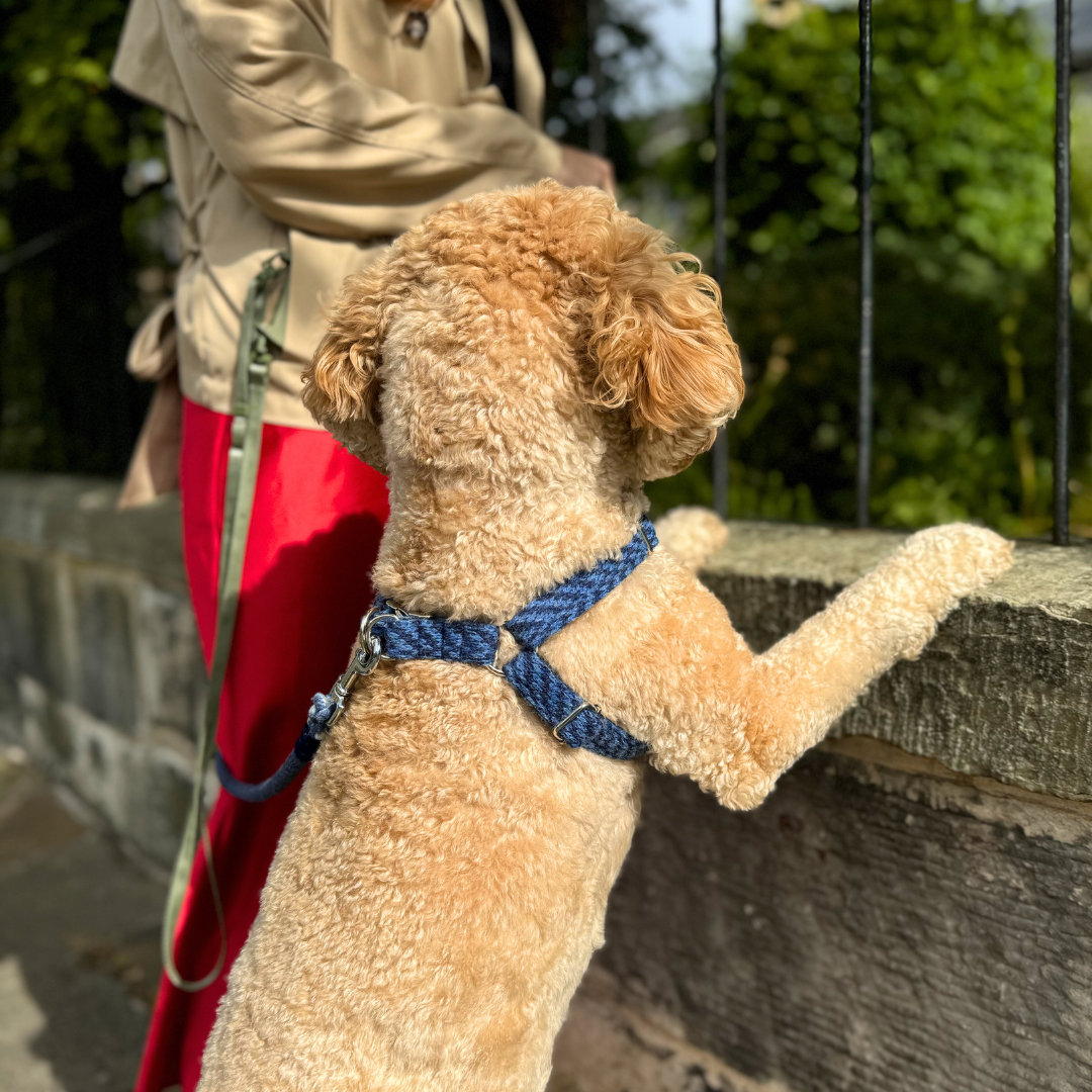Cobalt - Luxury Dog Harness