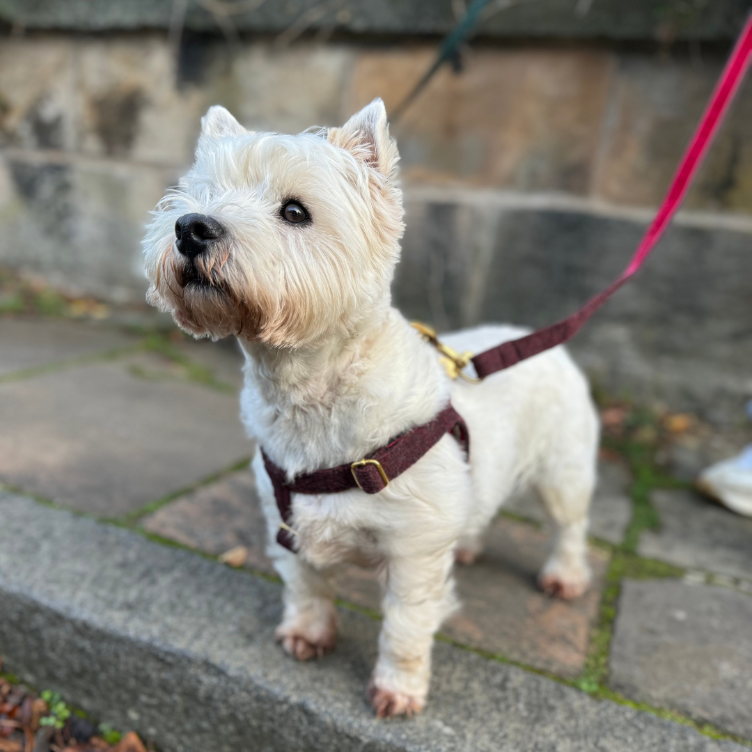Burgundy - The Holly Collection - Luxury Dog Harness