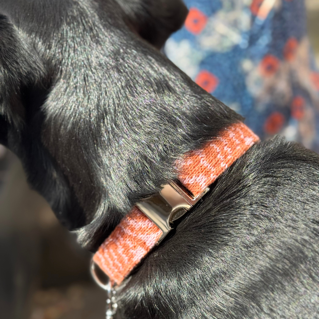Coral - SS25 Collection - Luxury Dog Collar