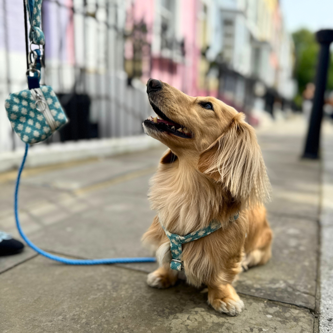 Bluebell - Polkadot Collection - Rope Dog Lead
