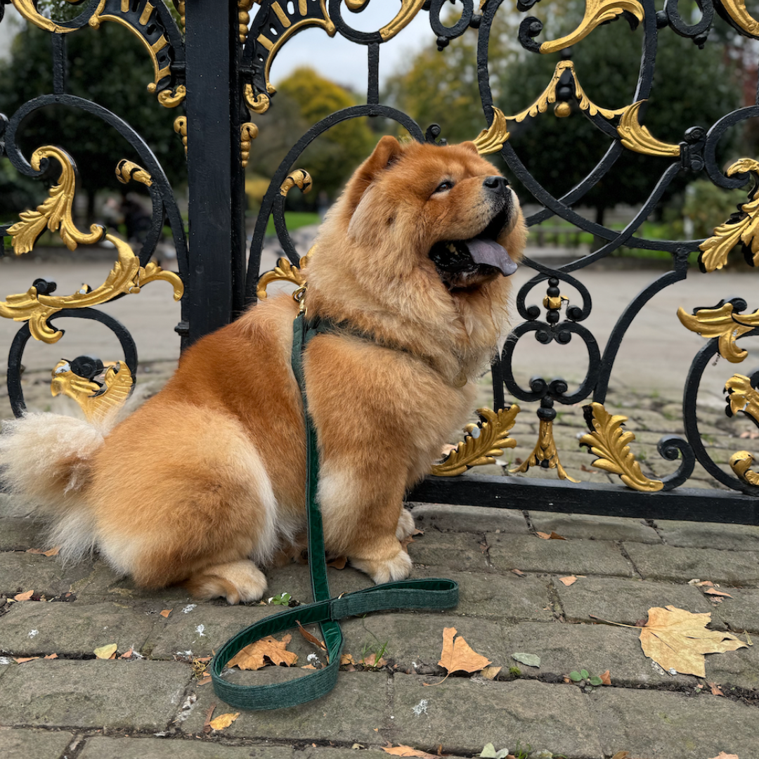 Tundra - The Holly Collection - Luxury Dog Harness