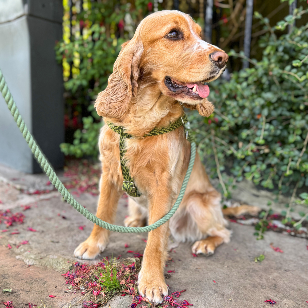 Lime - Luxury Dog Harness