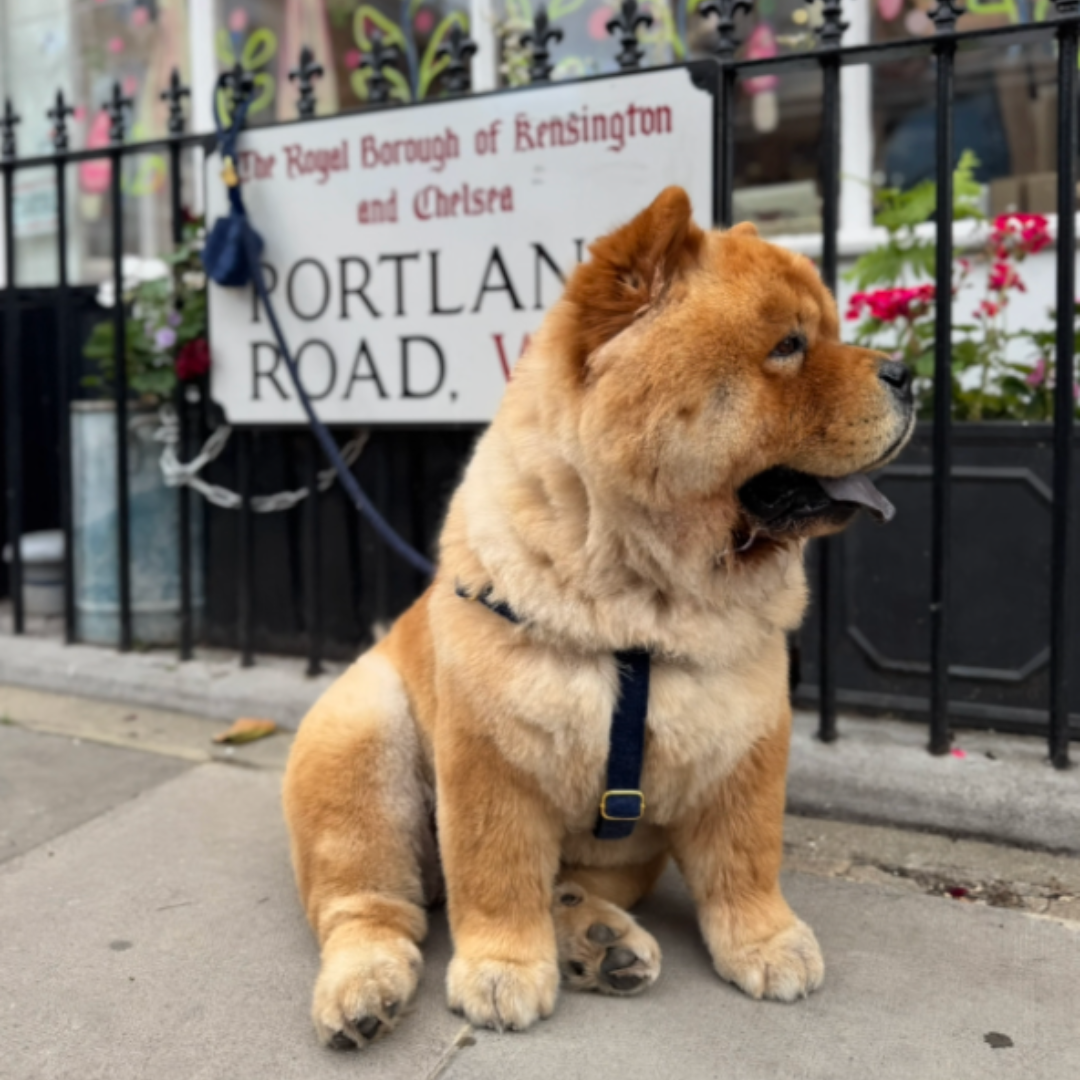 Midnight - The Holly Collection - Luxury Dog Harness