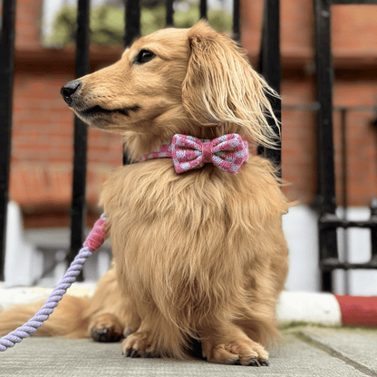 Freesia - SS24 Collection - Dog Bow Tie