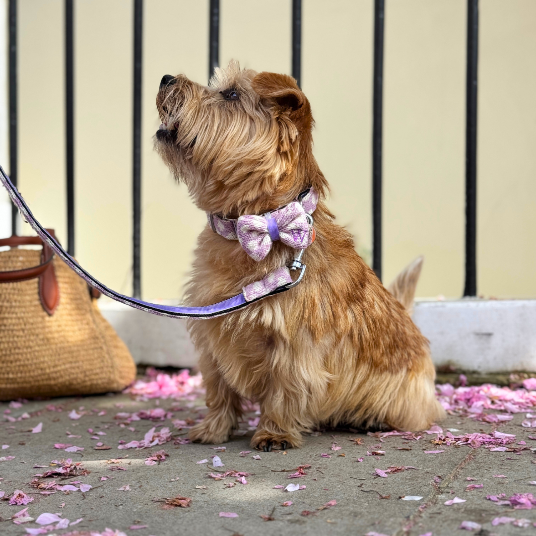 Lavender - Polkadot Collection - Collar, Lead & Bow Tie Bundle