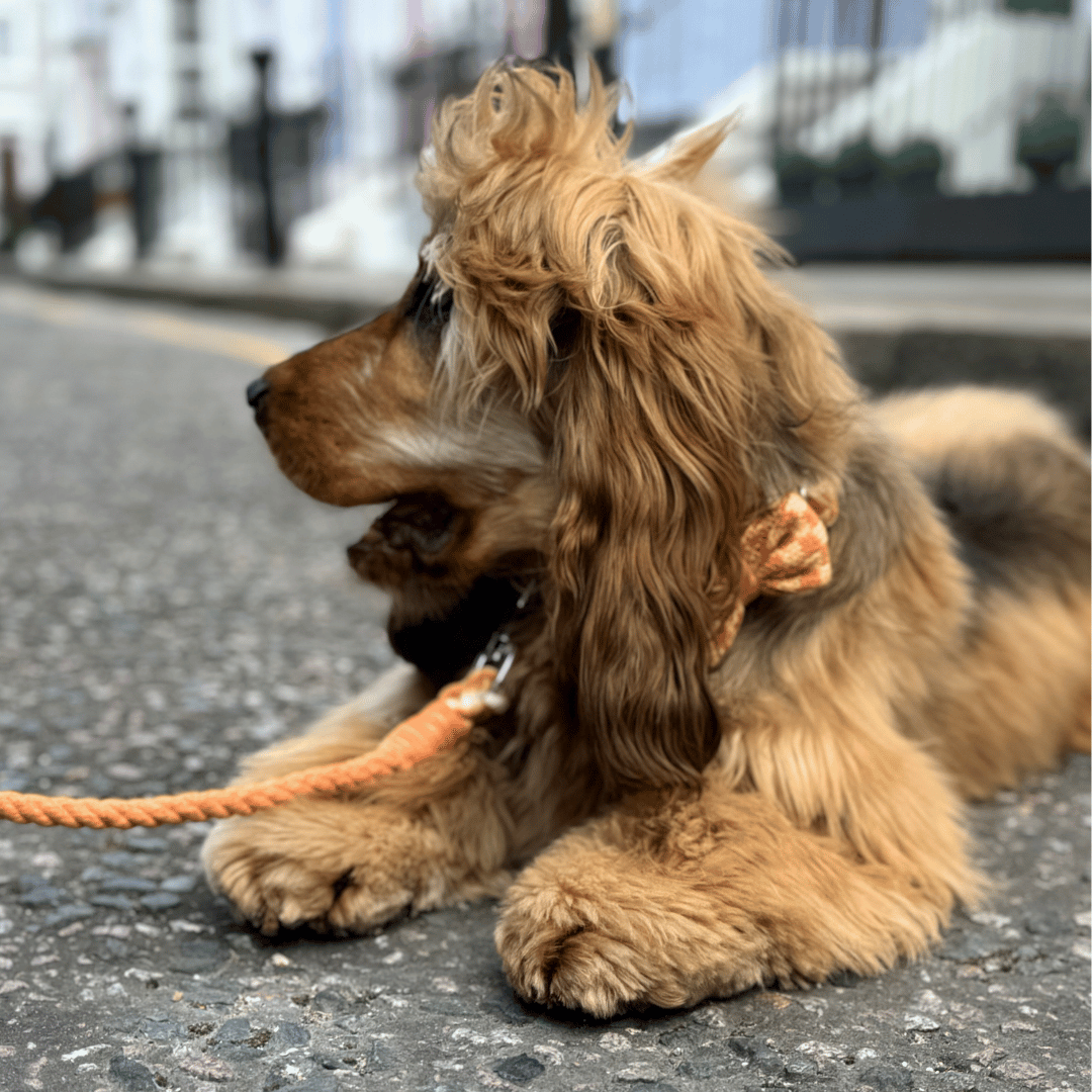 Melon - SS24 Collection - Dog Bow Tie