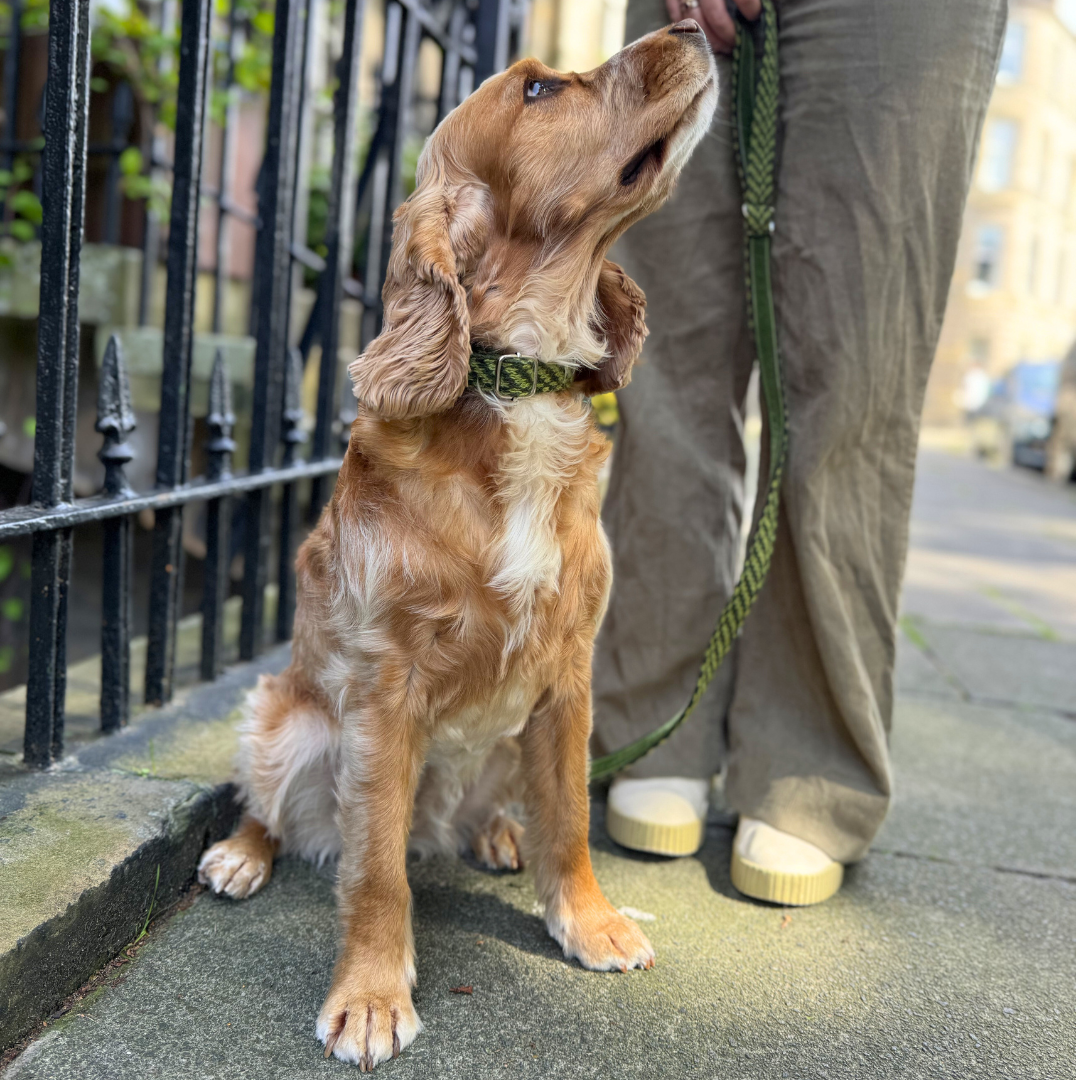 Lime - Luxury Dog Lead