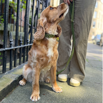 Lime - Luxury Dog Lead