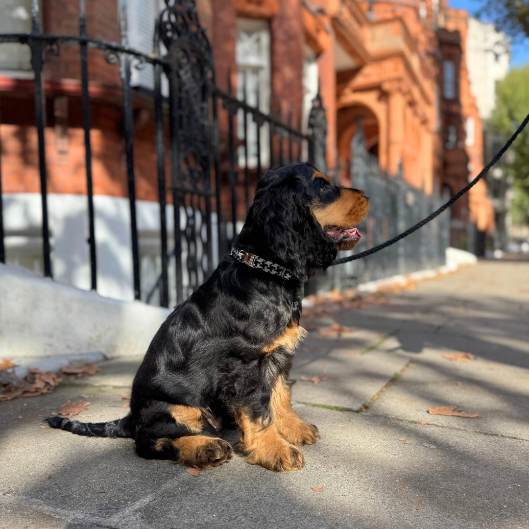 Soho - Houndstooth '25 Collection - Collar, Lead & Bow Tie Bundle