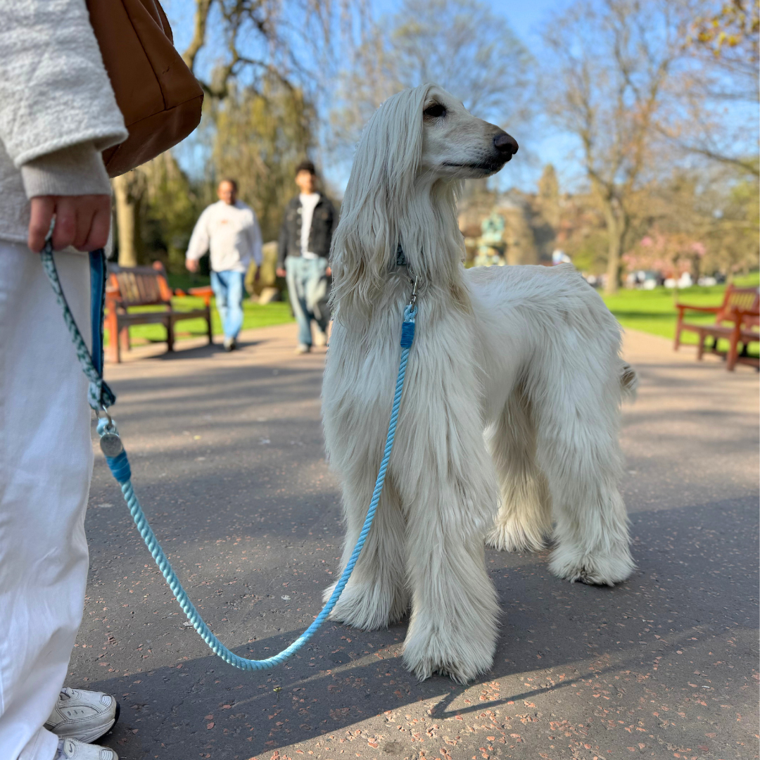 Jay - SS25 Collection - Luxury Dog Collar