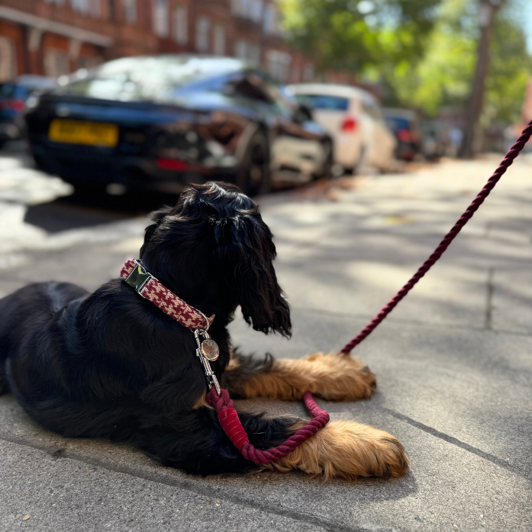 Knightsbridge - Houndstooth '25 Collection - Puppy Pack