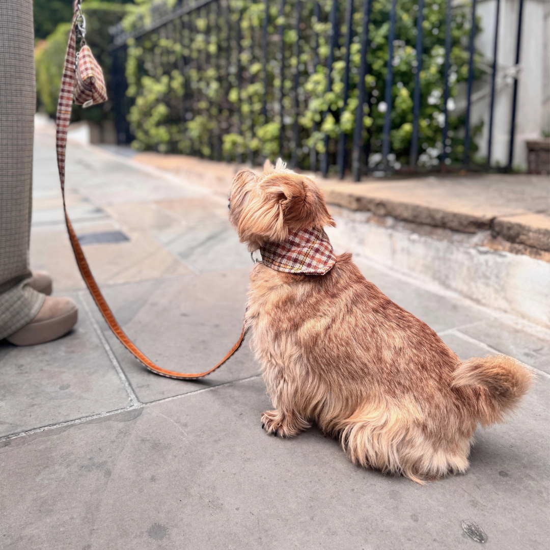 The Atholl Design - Luxury Dog Collar - Glenlyon Collection