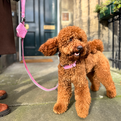 Sugarplum - Tutti Collection - Collar, Lead & Bow Tie Bundle