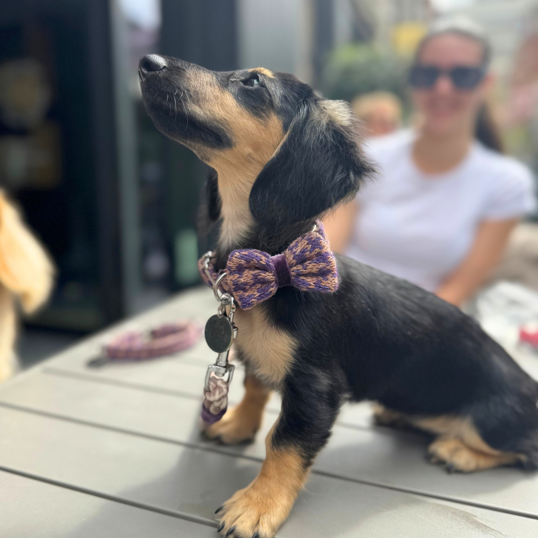 Kensington - Houndstooth '25 Collection - Collar, Lead & Bow Tie Bundle