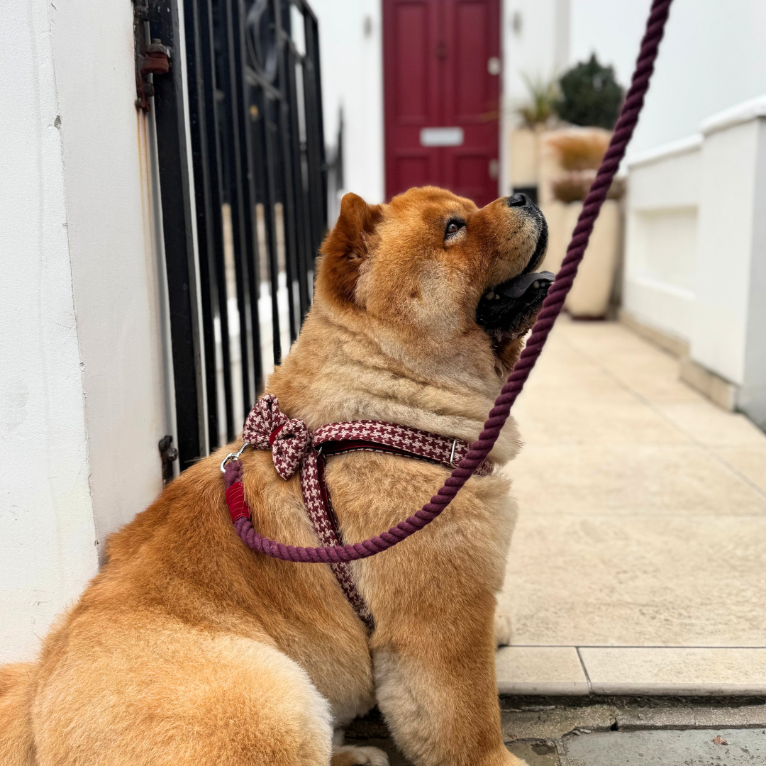 Knightsbridge - Houndstooth '25 Collection - Luxury Dog Harness