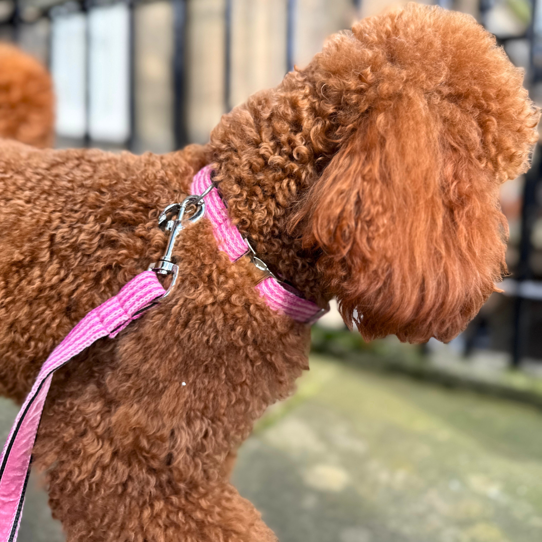 Sugarplum - Tutti Collection - Collar, Lead & Bow Tie Bundle