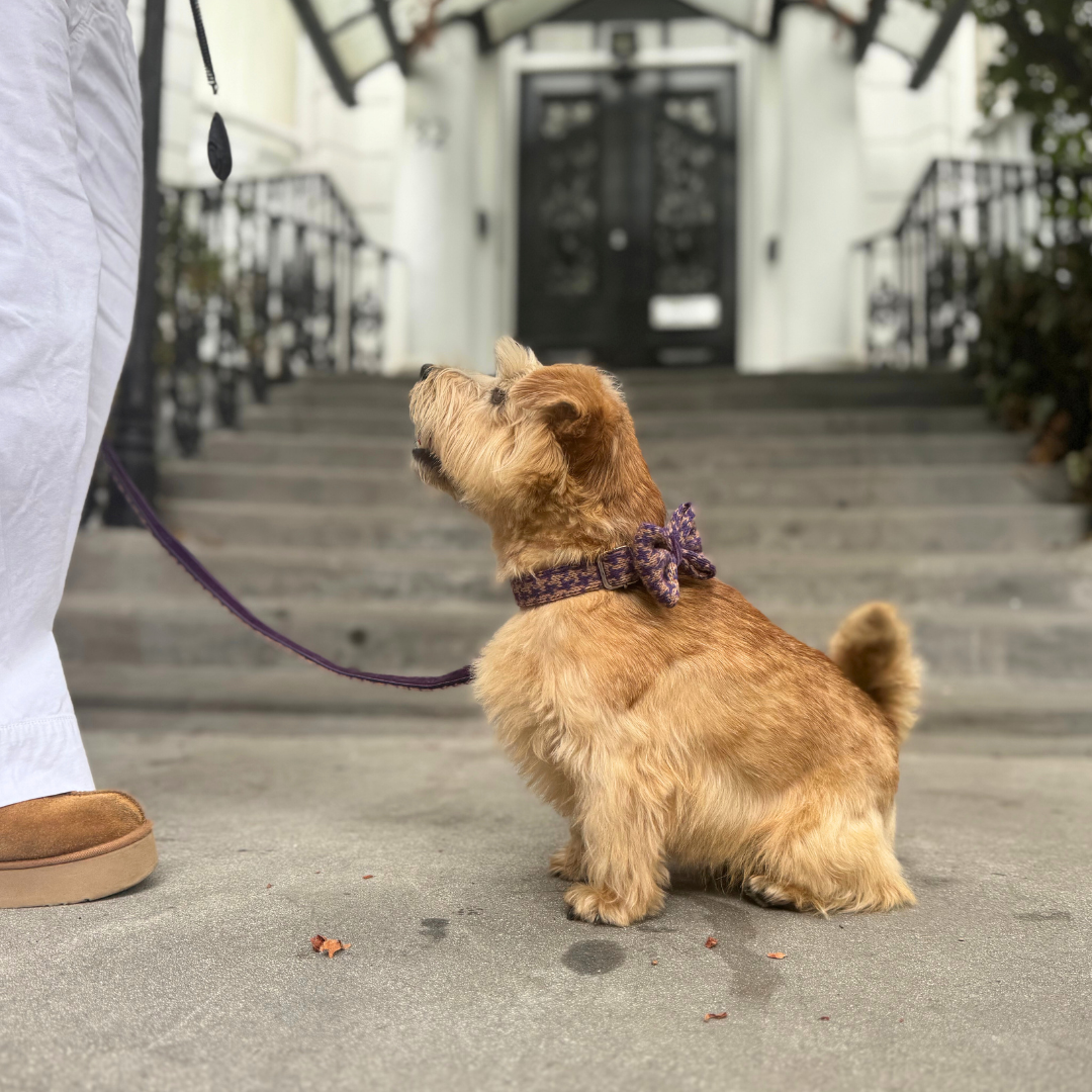 Kensington - Houndstooth '25 Collection - Collar, Lead & Bow Tie Bundle