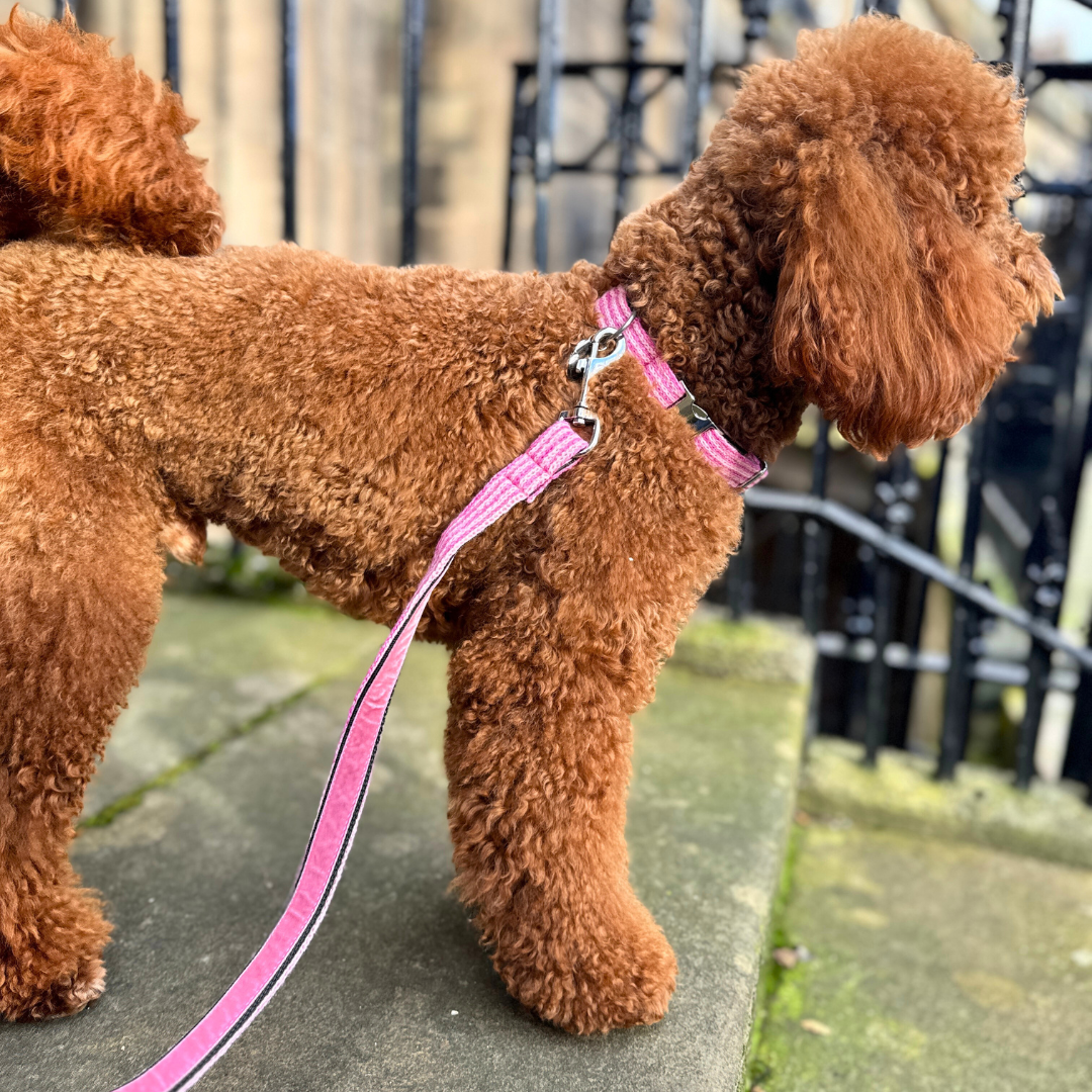 Sugarplum - Tutti Collection - Luxury Dog Lead