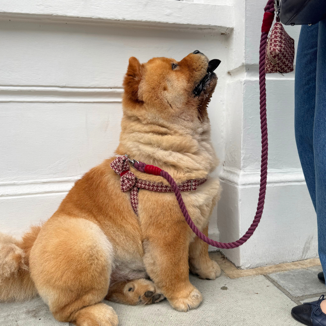 Knightsbridge - Houndstooth '25 Collection - Luxury Dog Harness