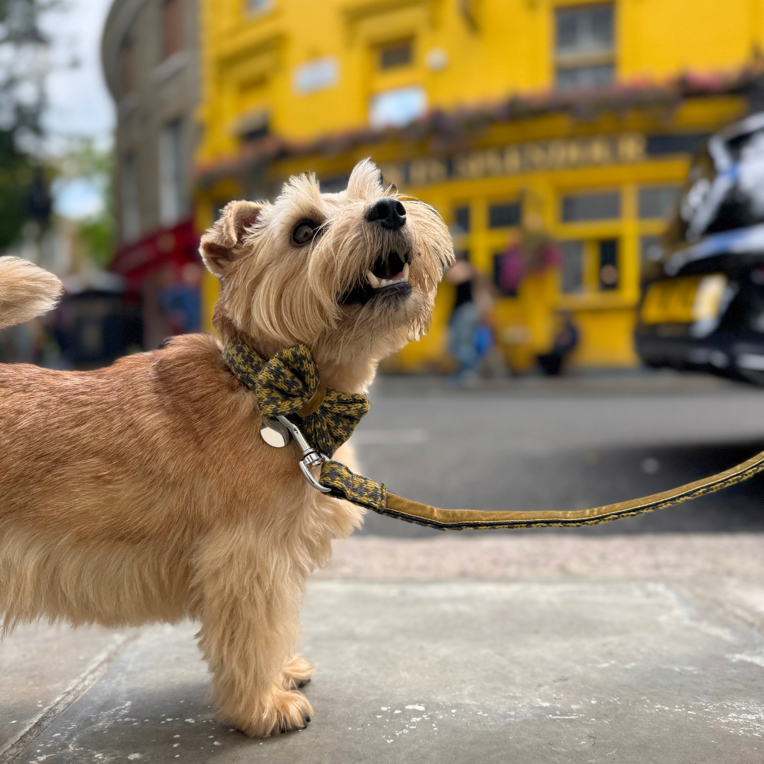 Richmond - Houndstooth '25 Collection - Luxury Dog Collar