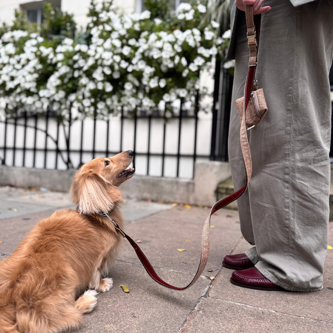 The Tummel Design - Luxury Dog Collar - Glenlyon Collection
