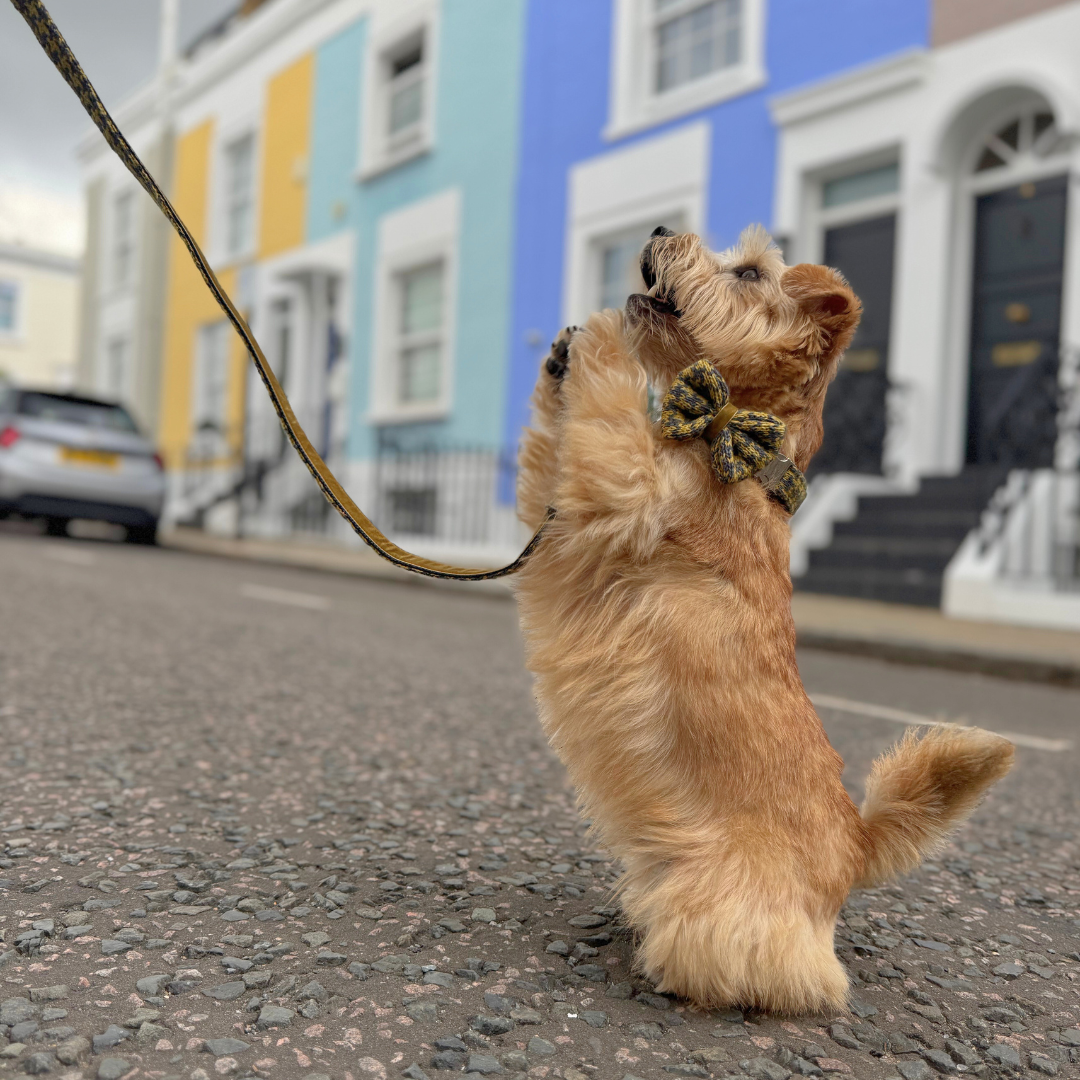 Richmond - Houndstooth '25 Collection - Luxury Dog Lead
