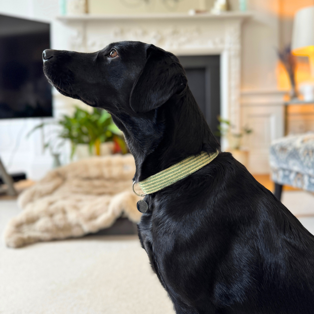 Pistachio - Tutti Collection - Luxury Dog Collar