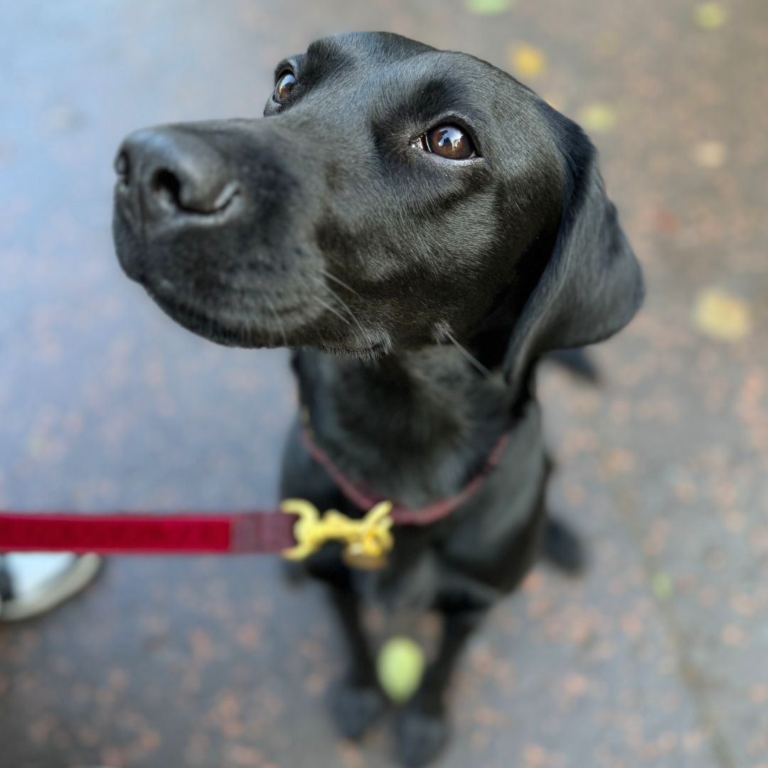 Burgundy - Holly Collection - Puppy Pack