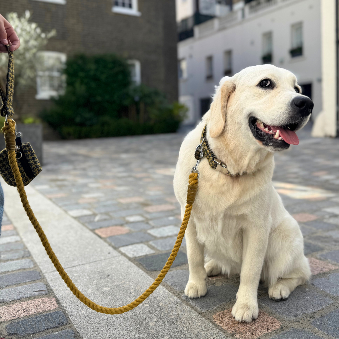 Richmond - Houndstooth '25 Collection - Puppy Pack