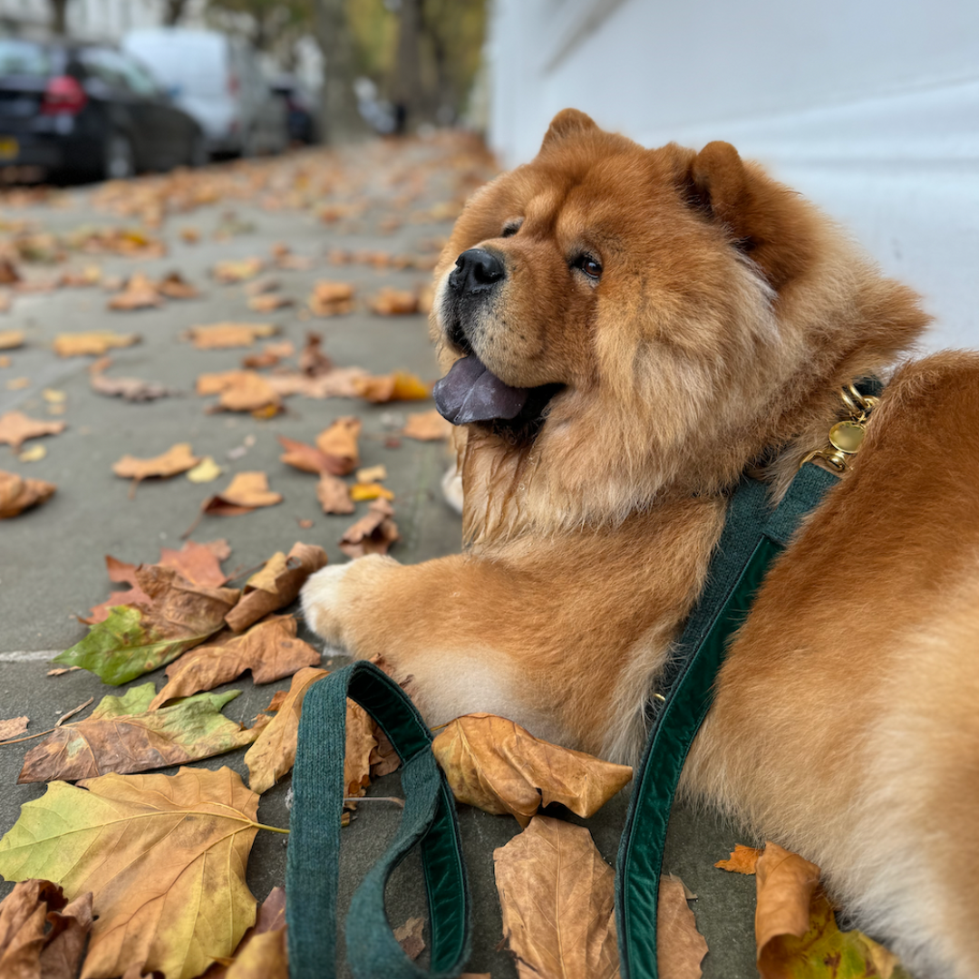 Tundra - The Holly Collection - Luxury Dog Lead