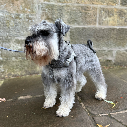 Slate - Luxury Dog Lead