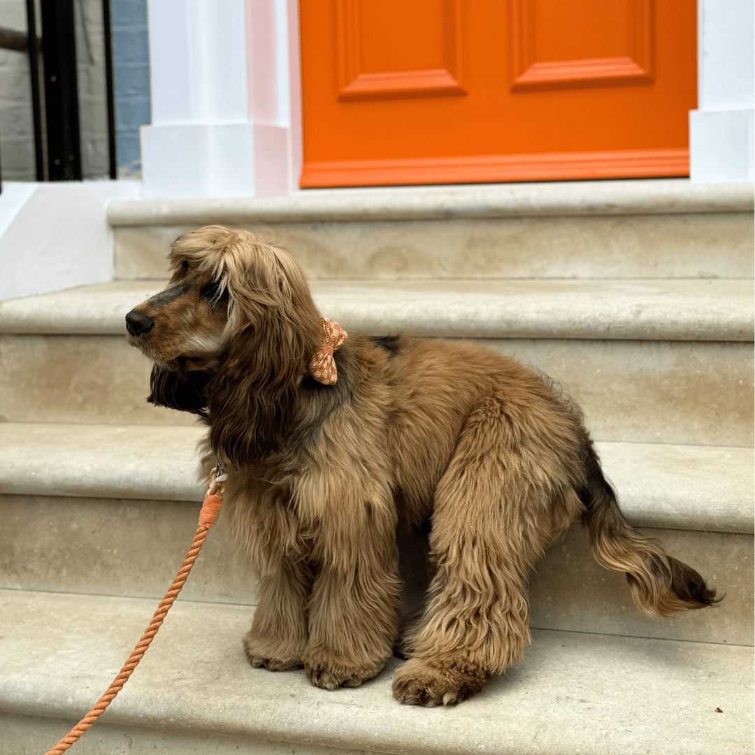 Melon - SS24 Collection - Luxury Dog Bow Tie