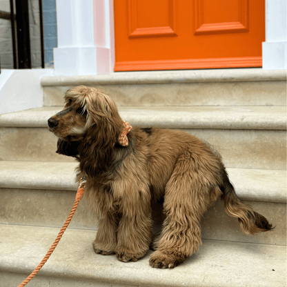 Melon - SS24 Collection - Dog Bow Tie