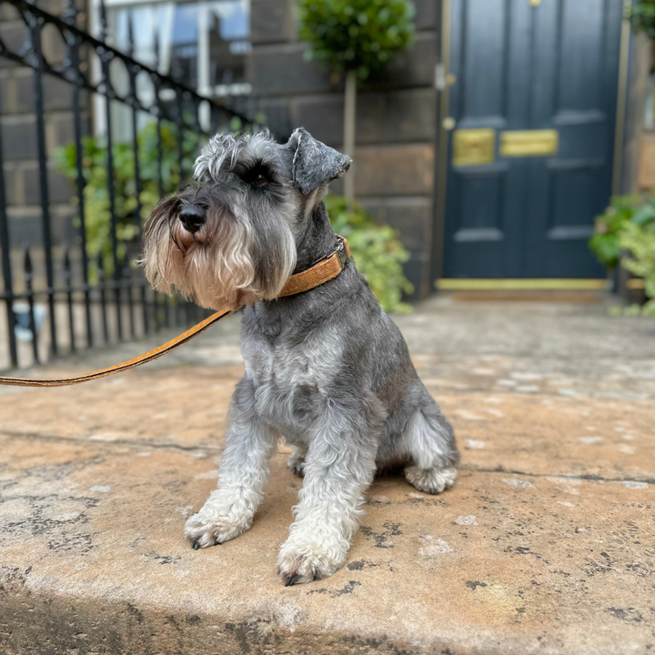 Copper - Autumn/Winter '23 Collection - Luxury Dog Lead