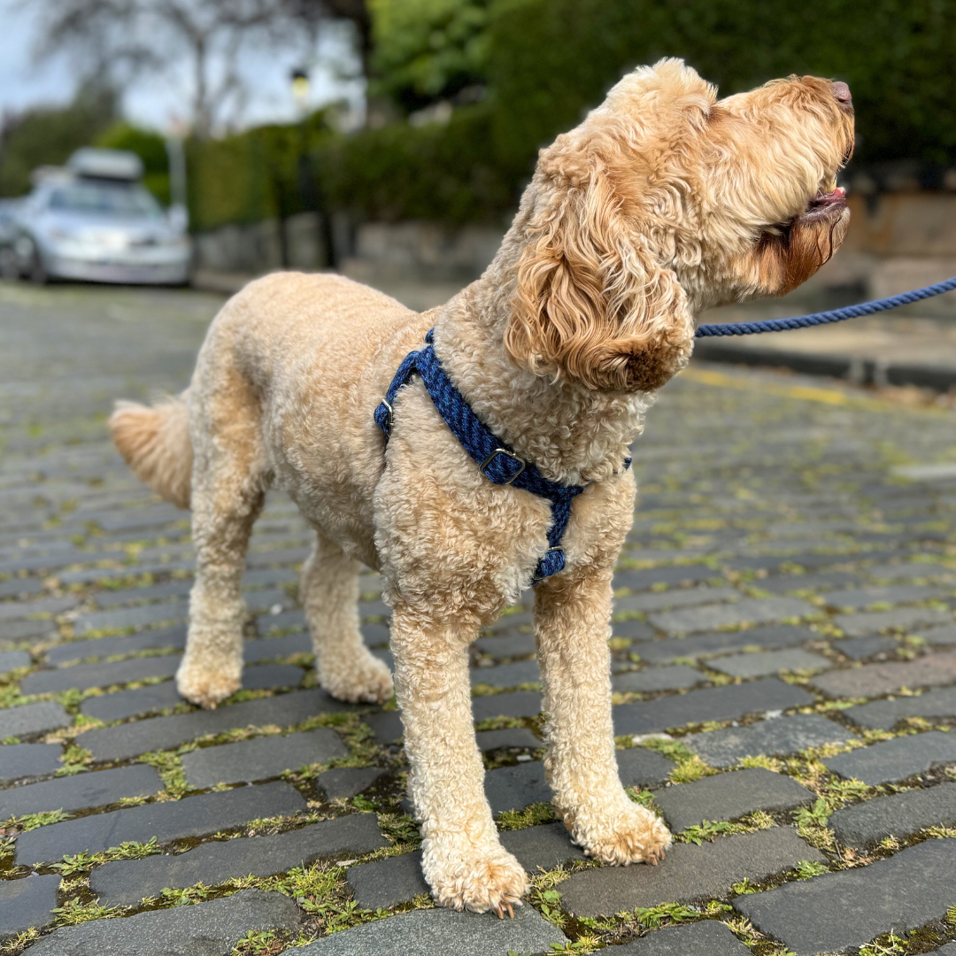 Cobalt - Luxury Dog Harness