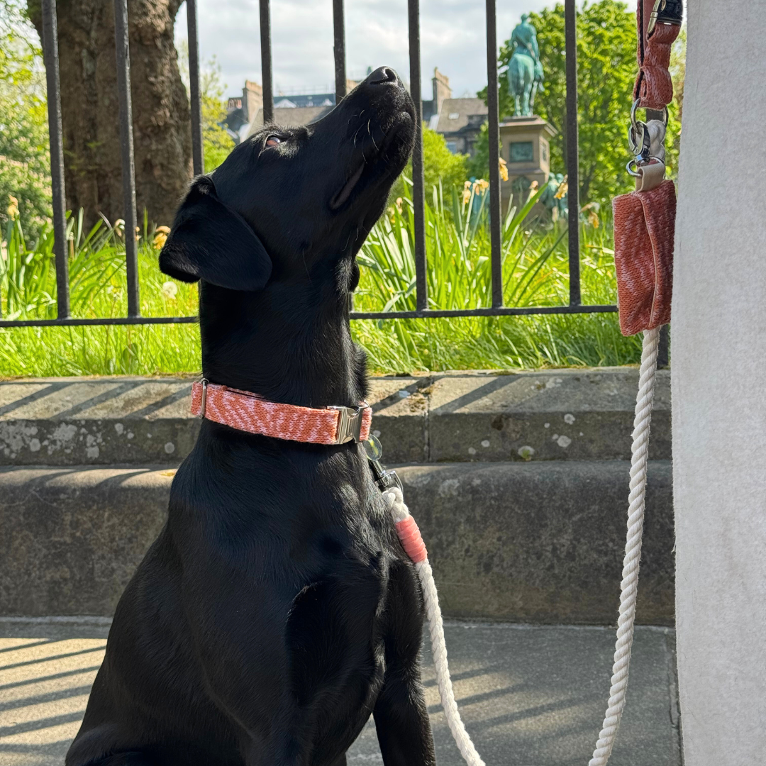 Coral - SS25 Collection - Collar, Lead & Bow Tie Bundle