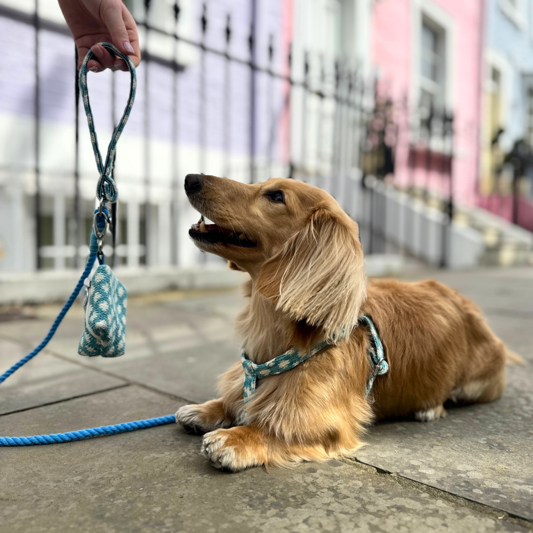 Bluebell - Polkadot Collection - Luxury Dog Harness
