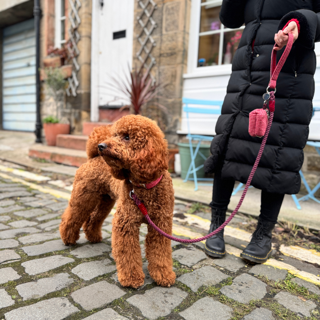 A Bond Like No Other - Rope Dog Lead
