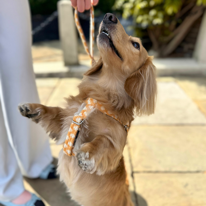 Marigold - Polkadot Collection - Luxury Dog Harness