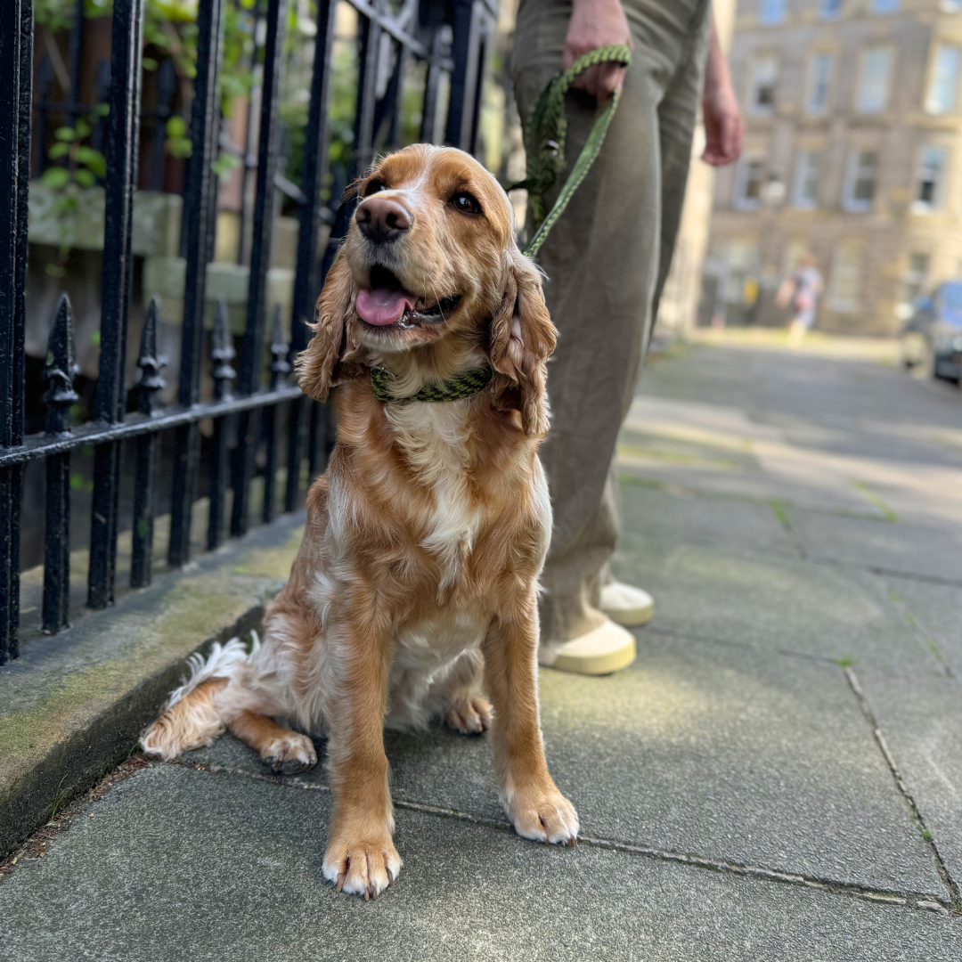 Lime - Luxury Dog Lead