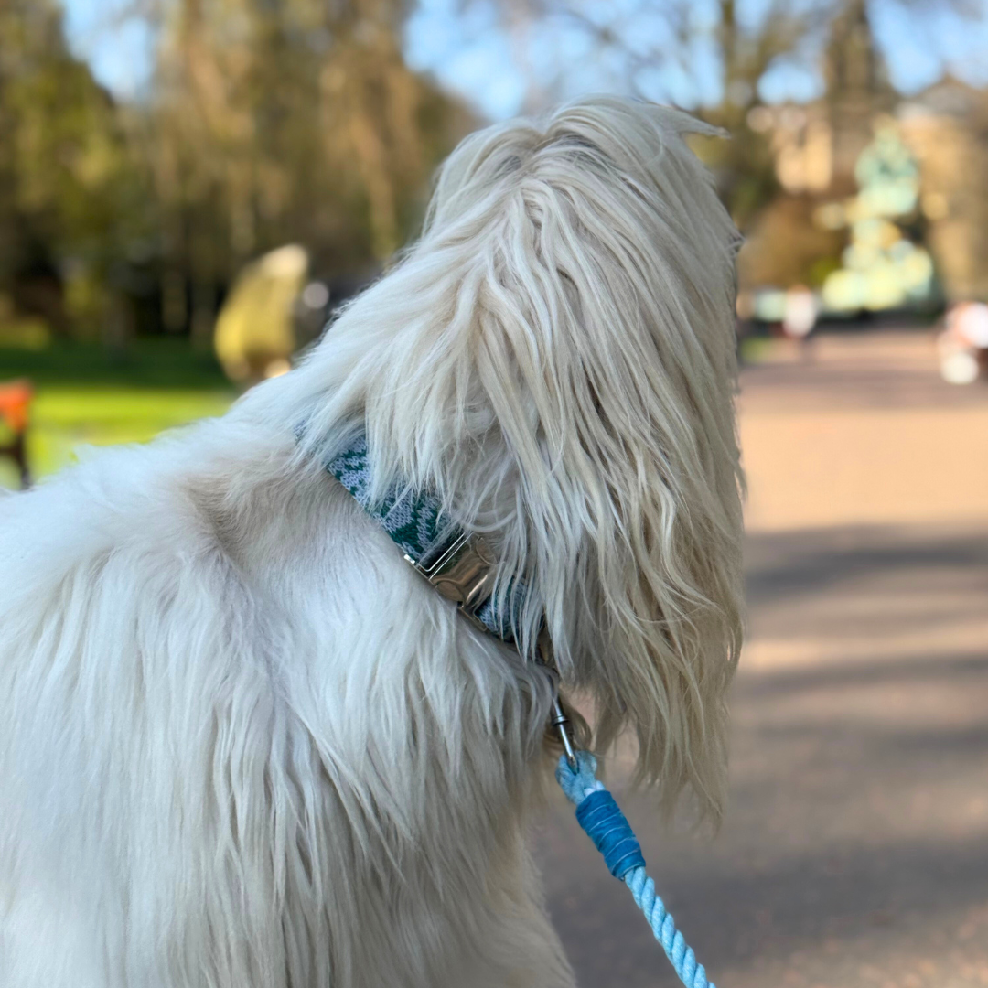 Jay - SS25 Collection - Luxury Dog Collar